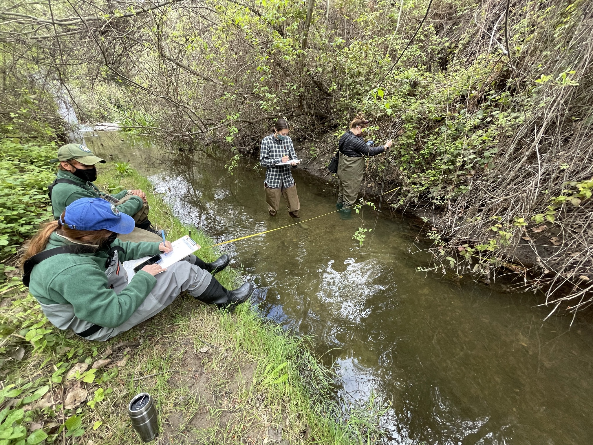Read more about the article Arroyo Grande Creek – Invasive Species Removal