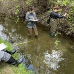 Arroyo Grande Creek – Invasive Species Removal