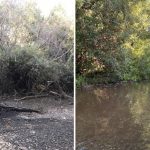 Drying Up Creeks! What Happens to Trout?